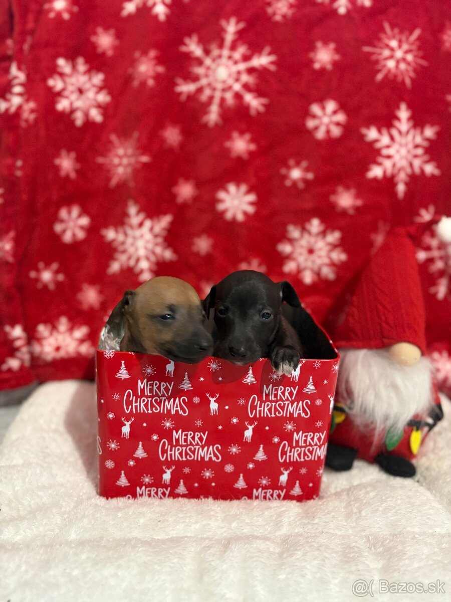 Taliansky chrtik - 2