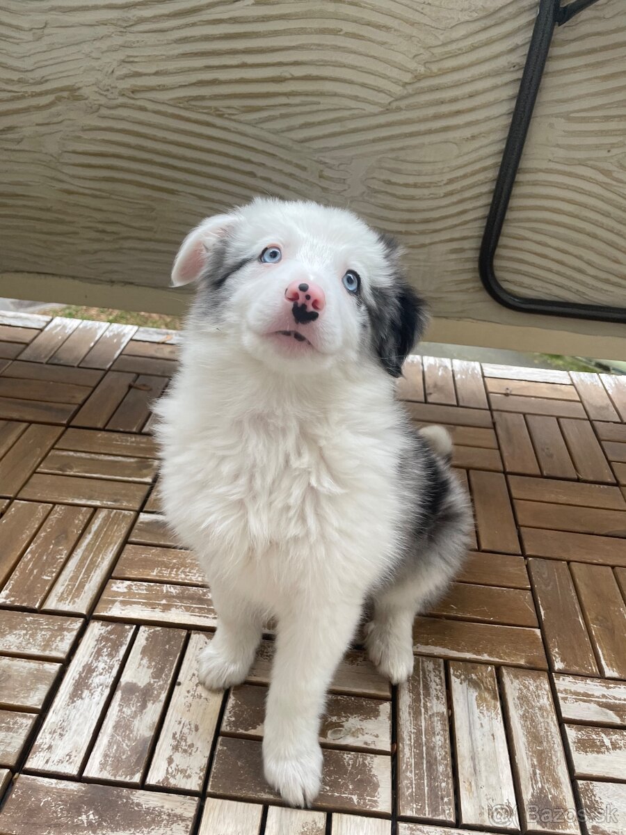 Border kólia šteniatko - 2