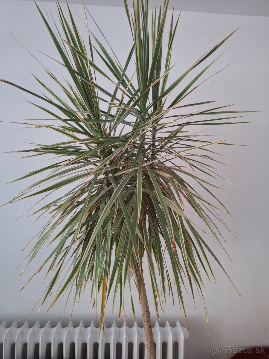 izbová rastlina Dracéna lemovaná - 2