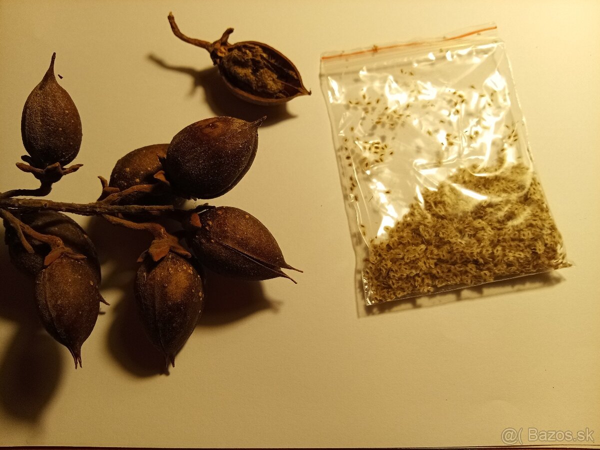 Semienka a podpniky Paulownie Shan Tong 100-kus - 2