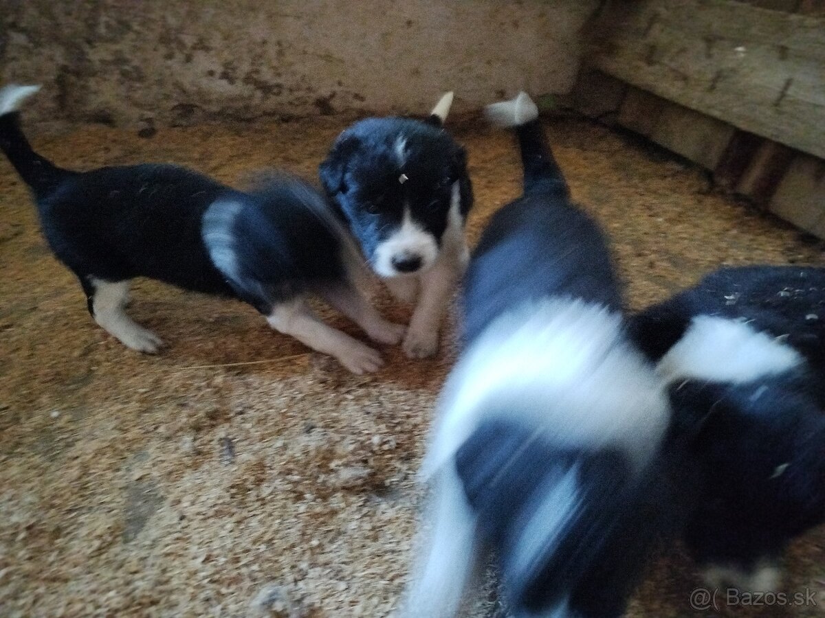 Border kolie - 2