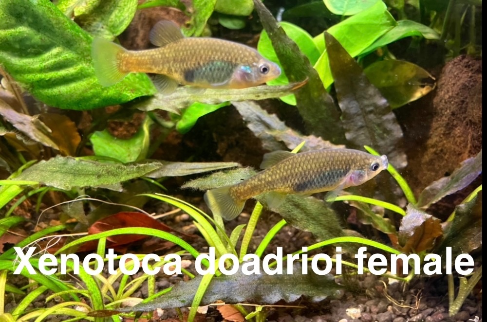 DIVOKÉ ŽIVORODKY - 2