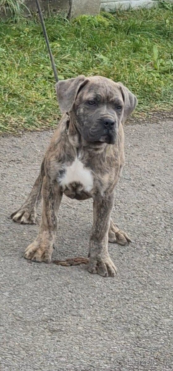Cane corso s PP - 2