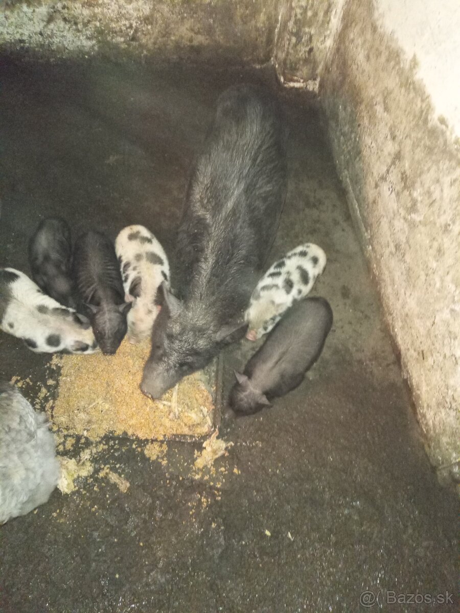 Predám vietnamské prasiatka - 2