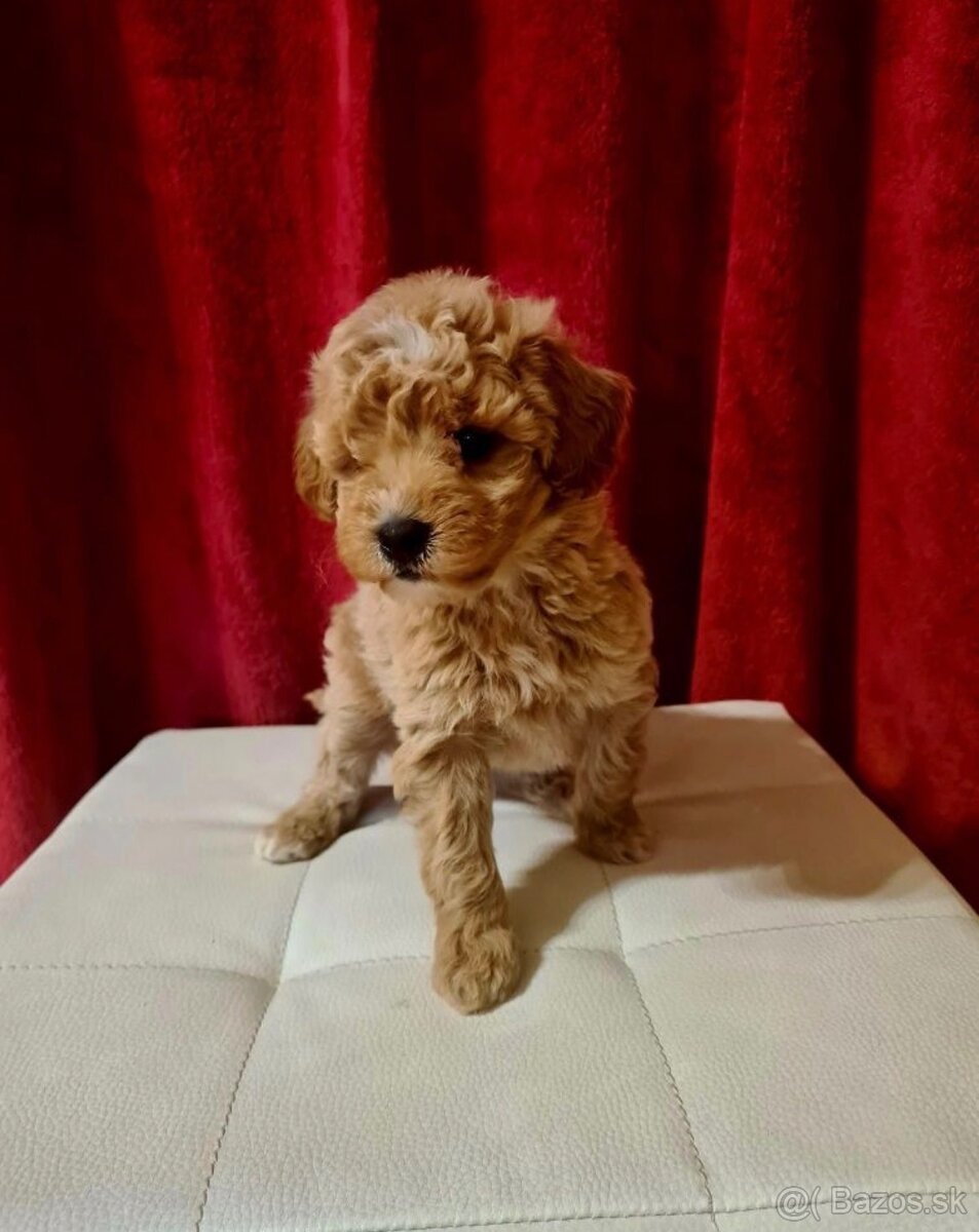 Predám šteniatko maltipoo - 2