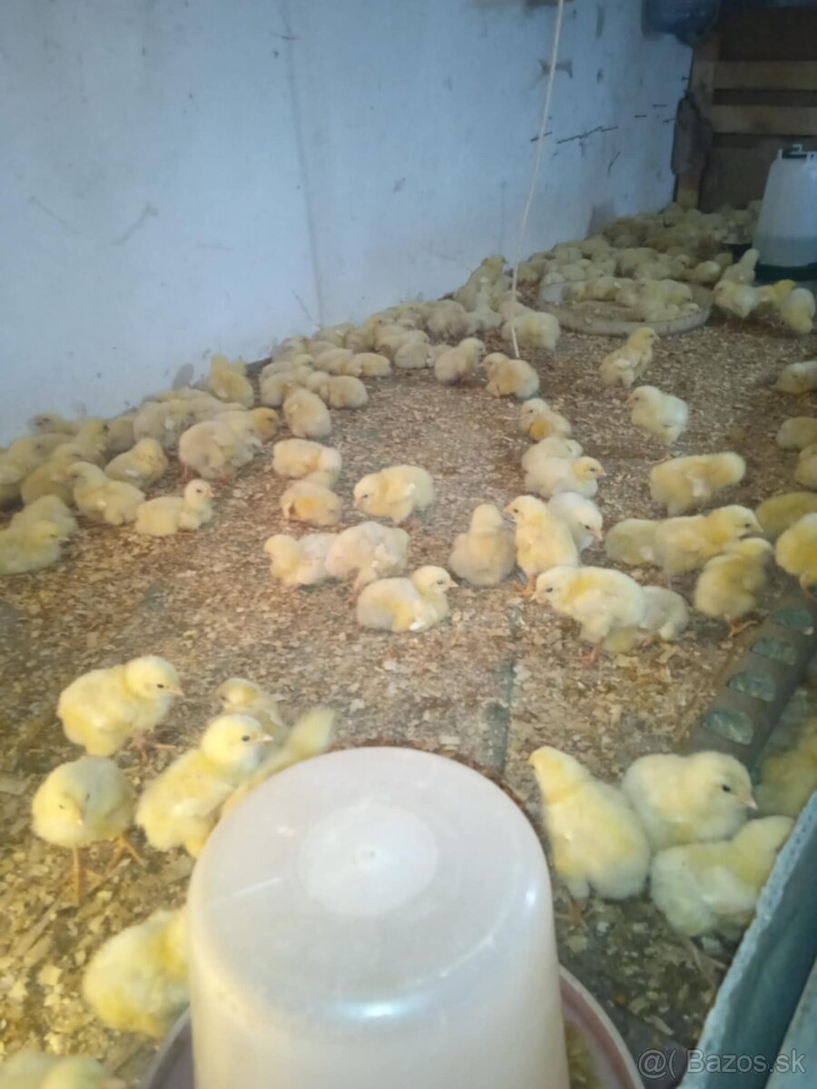 Predám brojlerove kurčatá - 2