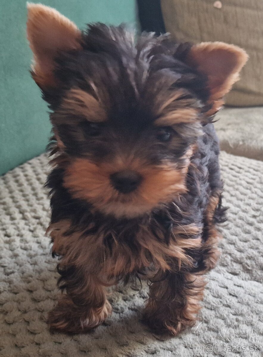 yorkshírsky terrier - 2
