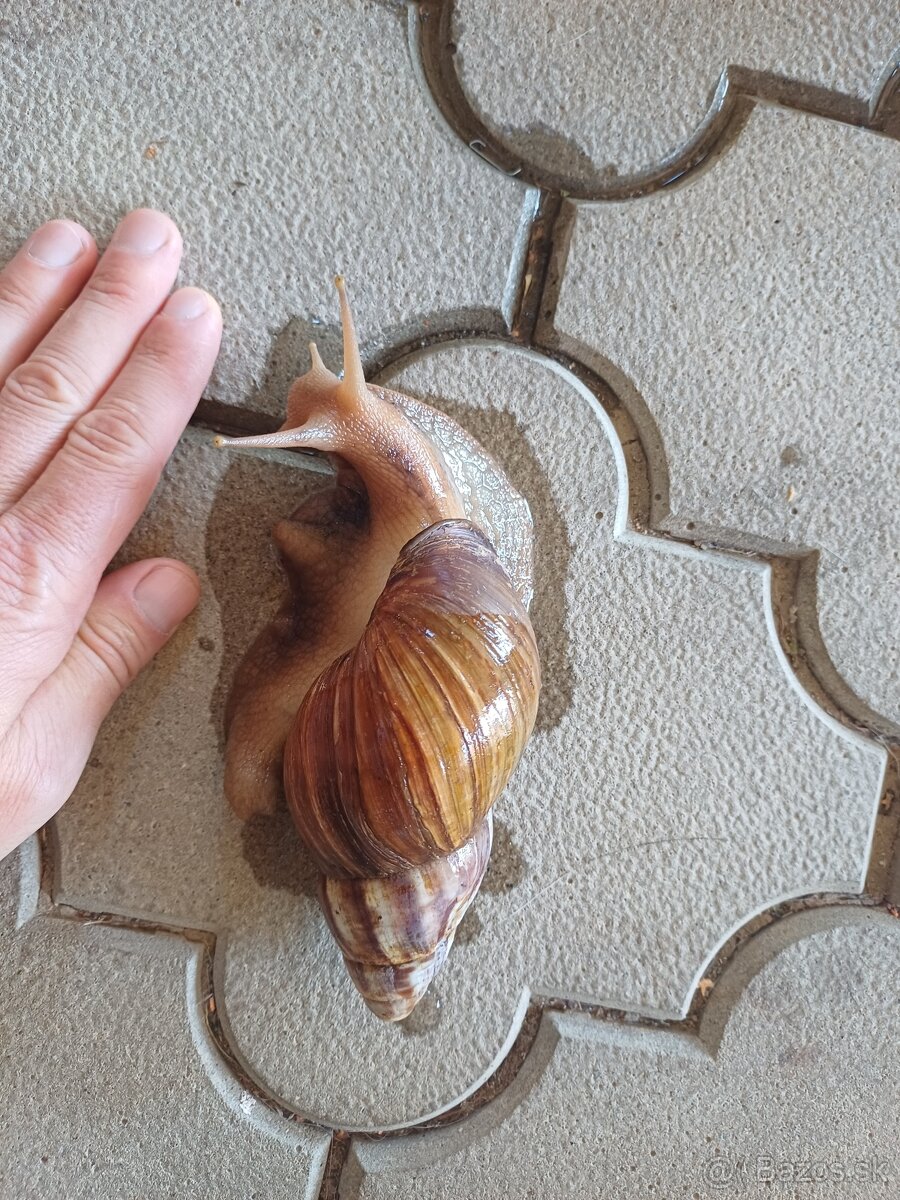 Africký slimák spolu s teráriom - 2