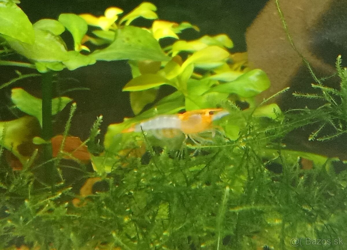 Neocardina davidi Orange Rili - 2