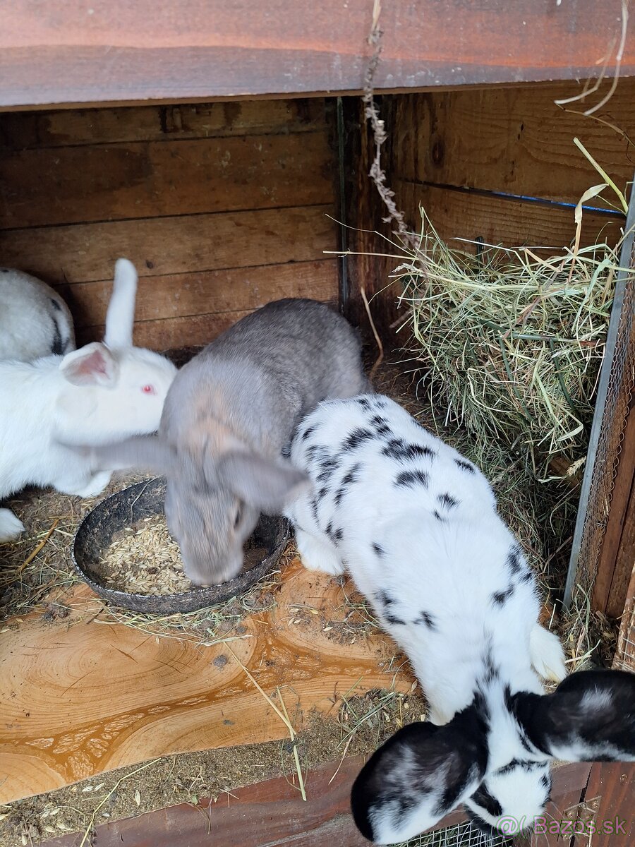 Predám krásne králiky . - 2