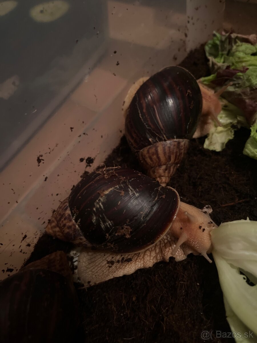 Slimák africký - 2