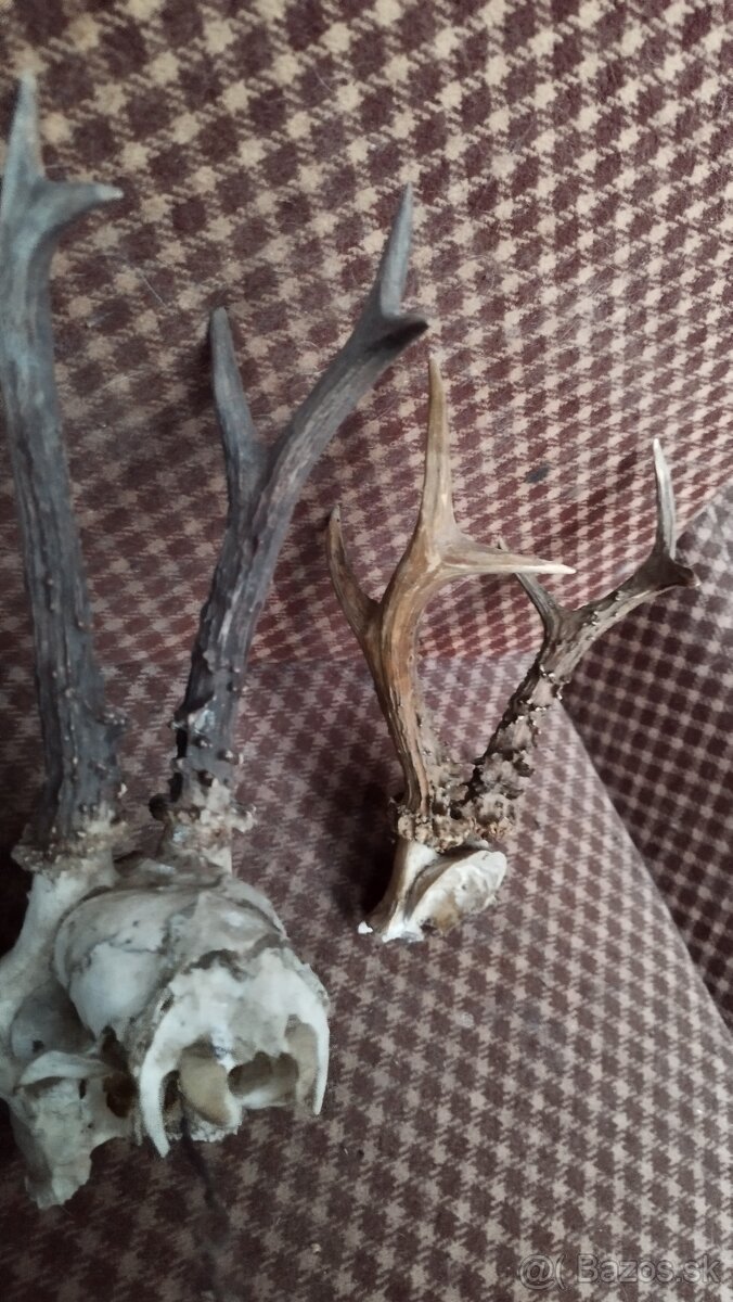 Predám srnčie trofeje parožie, zhody, srnčie. - 2
