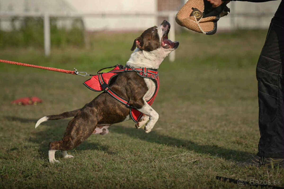 stafordšírsky bulteriér - 2