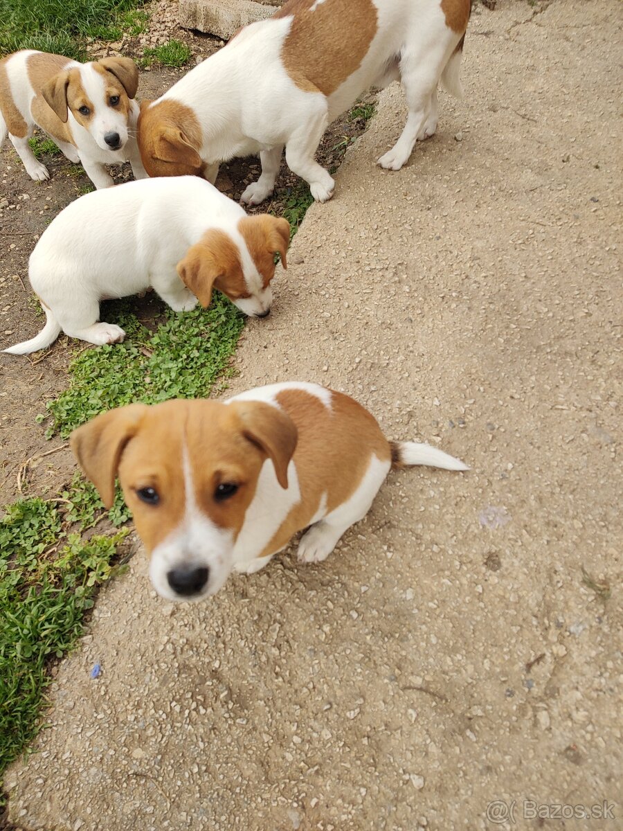 predám Jacky Russel Terier - 2
