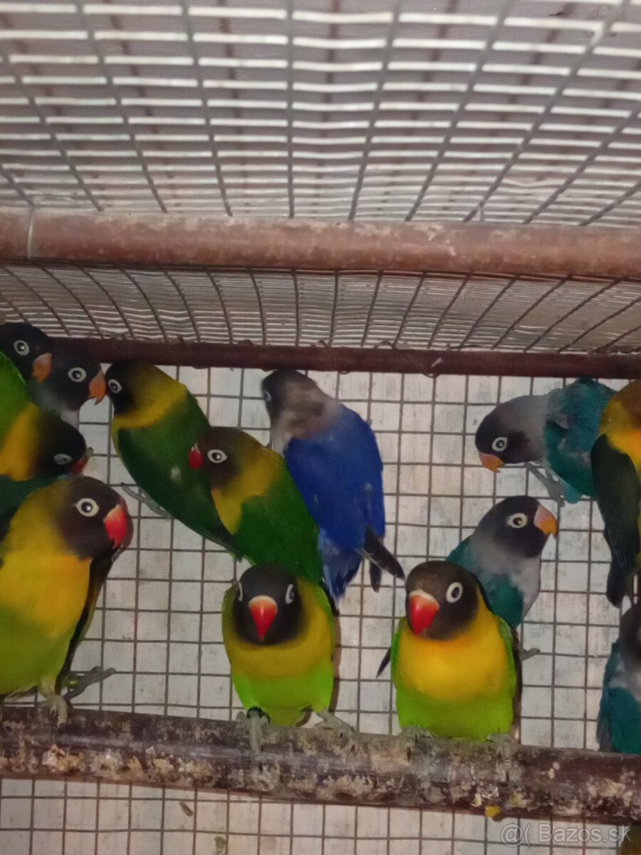 Agapornisy škraboškove - 2