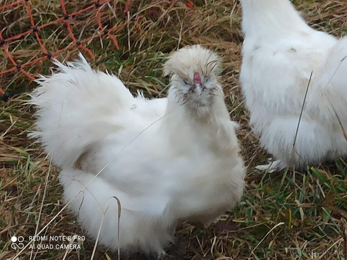 Predám kohúta hodvabnicka - 2