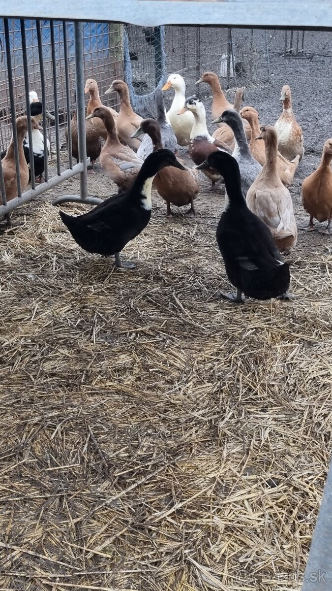 Predám živé kačice - 2