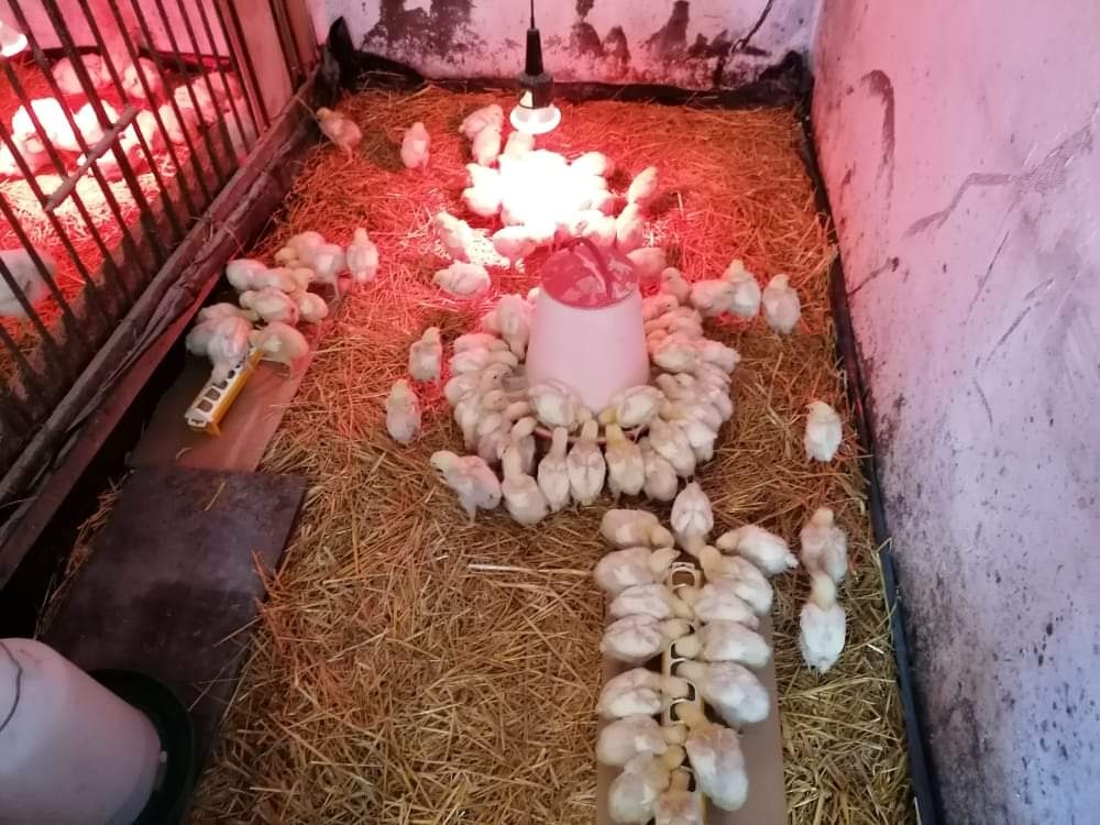 Brojlerove kuriatka - 2