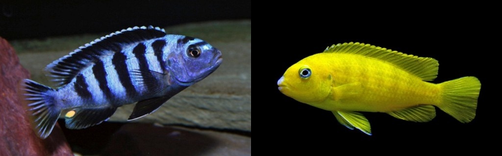 Africké cichlidy - 2