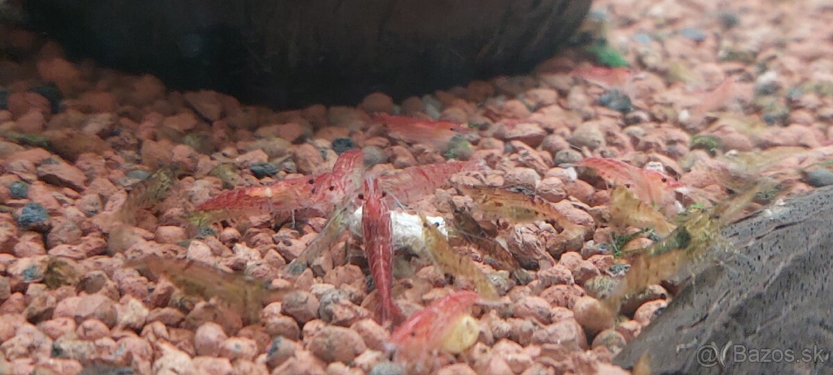 Krevety Neocaridina 0,4€ / kus - 2