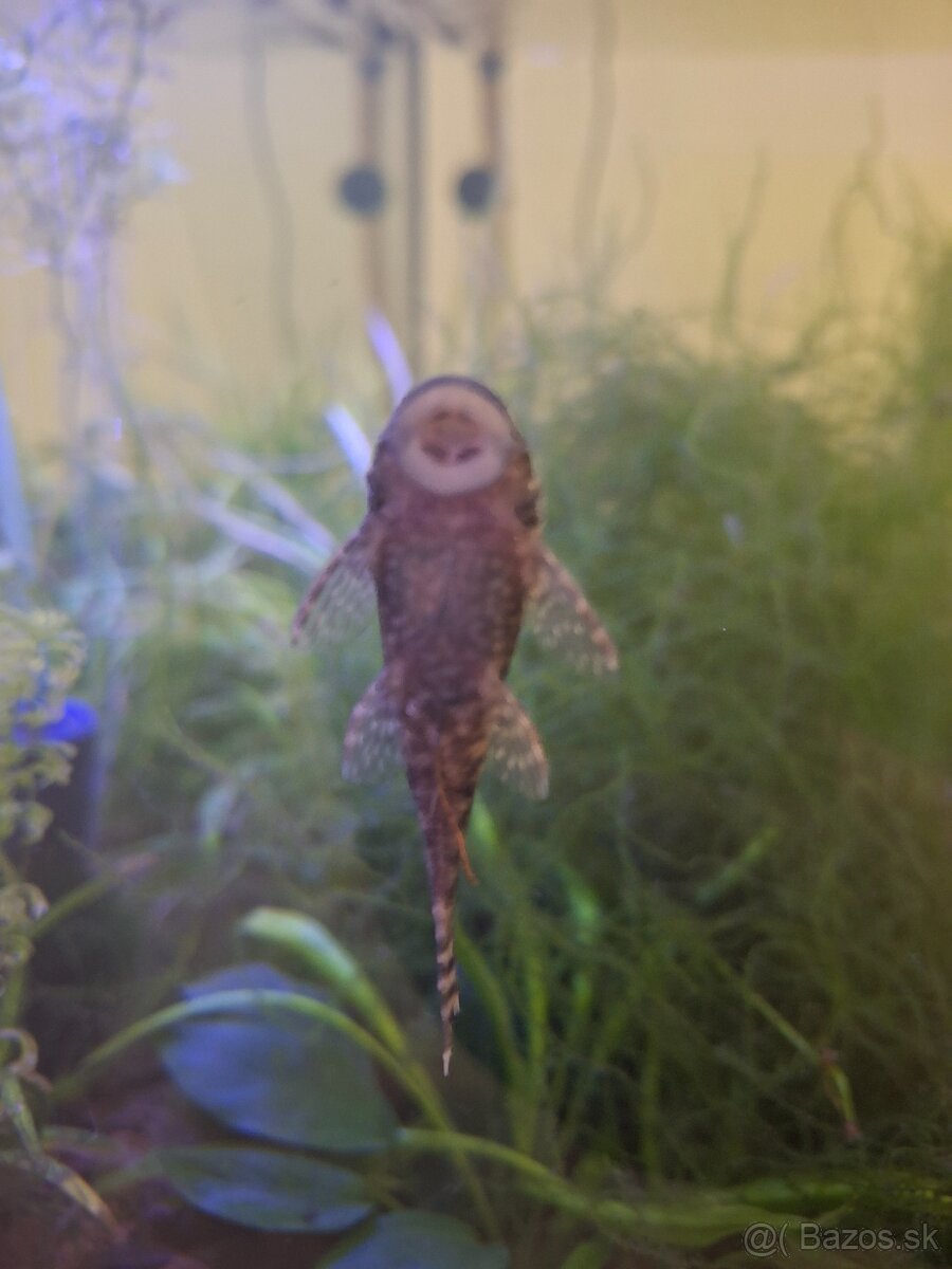 Prísavník obyčajný 5-7cm - 2