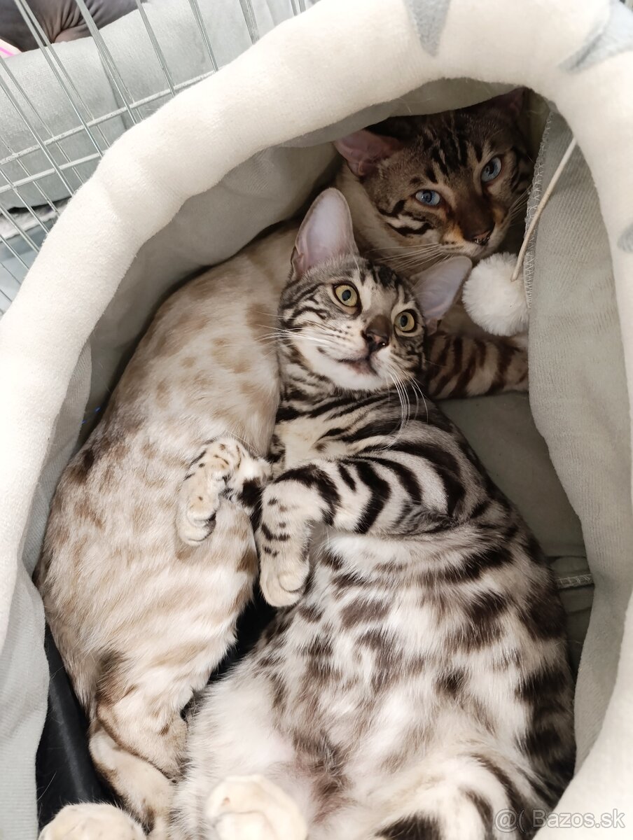 Strieborná bengálska mačka na predaj - 2