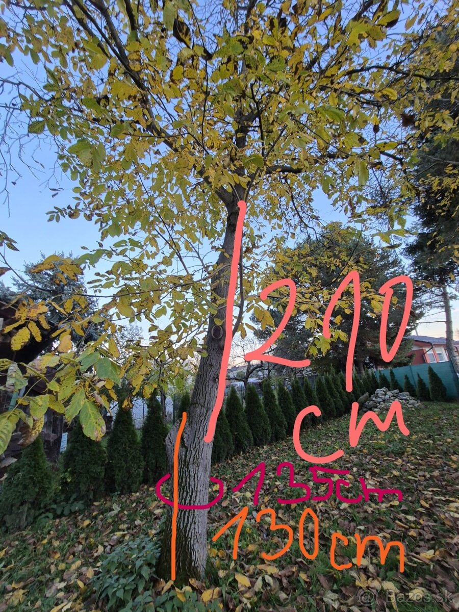 Predám orechové drevo - 2