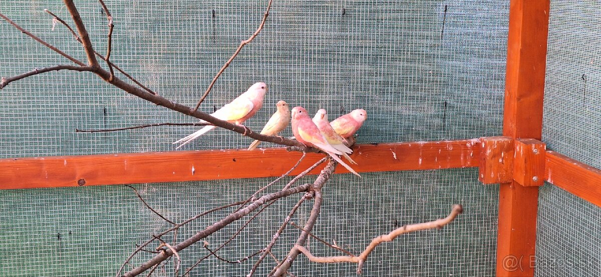 Neofema Bourkova Rubino - 2