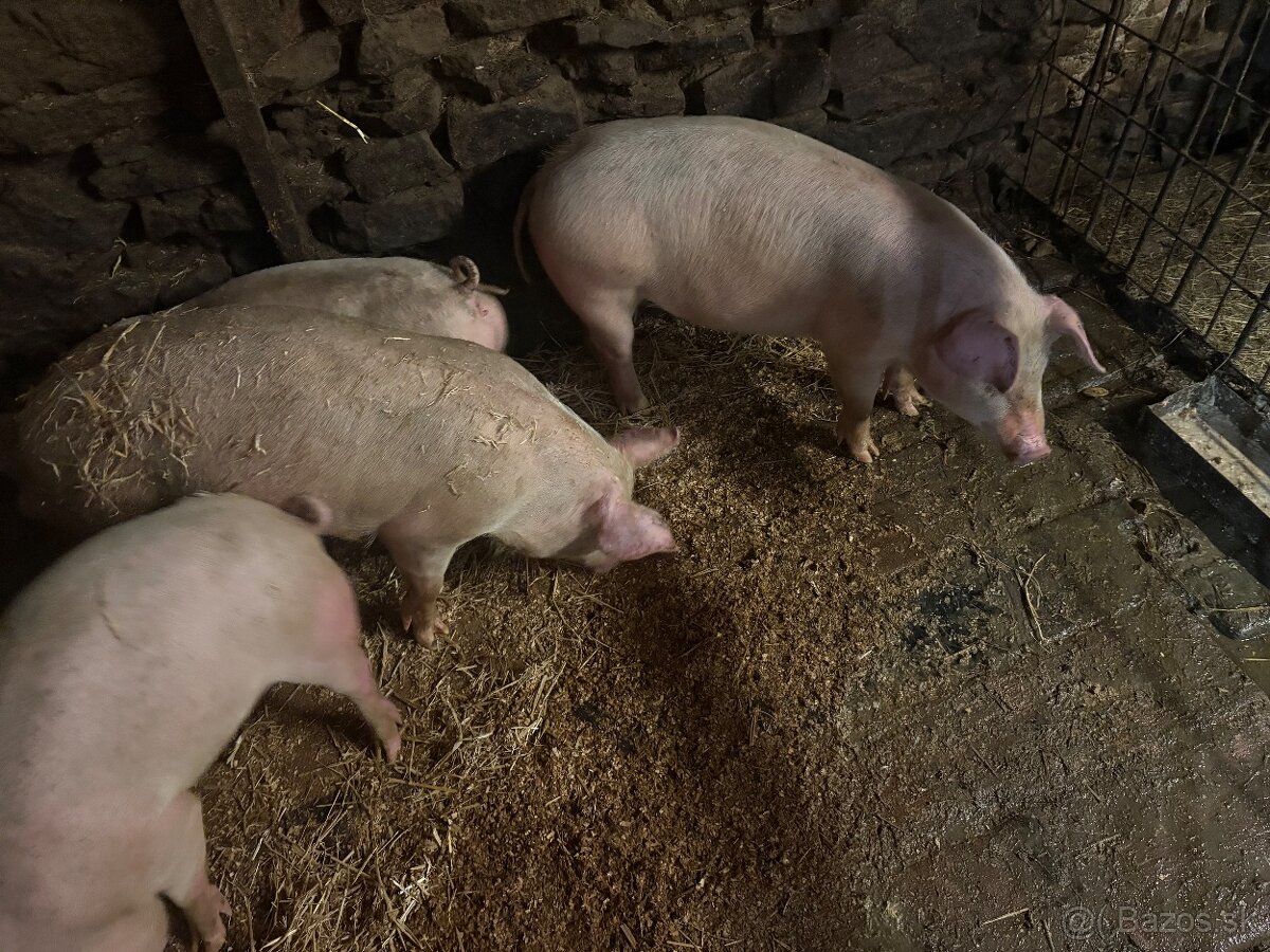 Predám prasiatka 50-60 kg - 2
