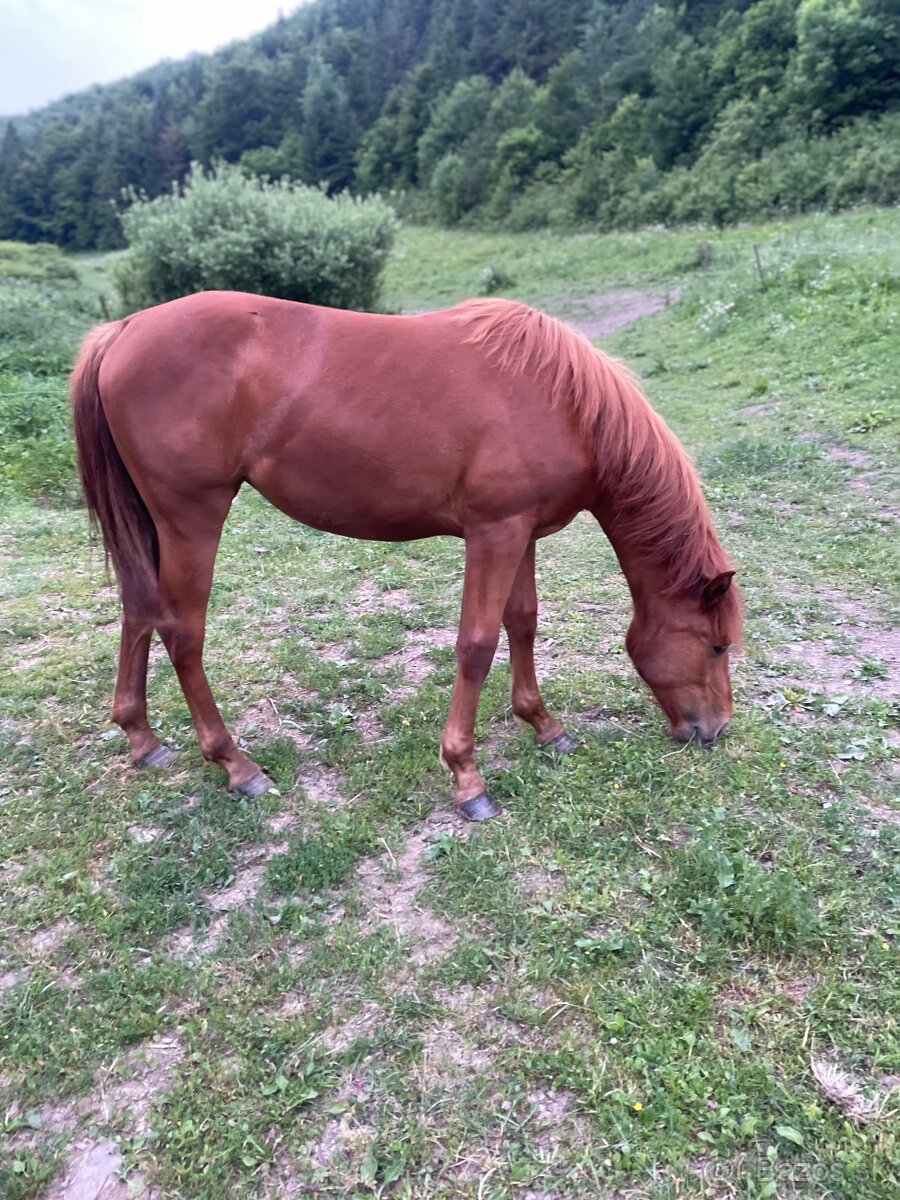 Predám kobylu - 2