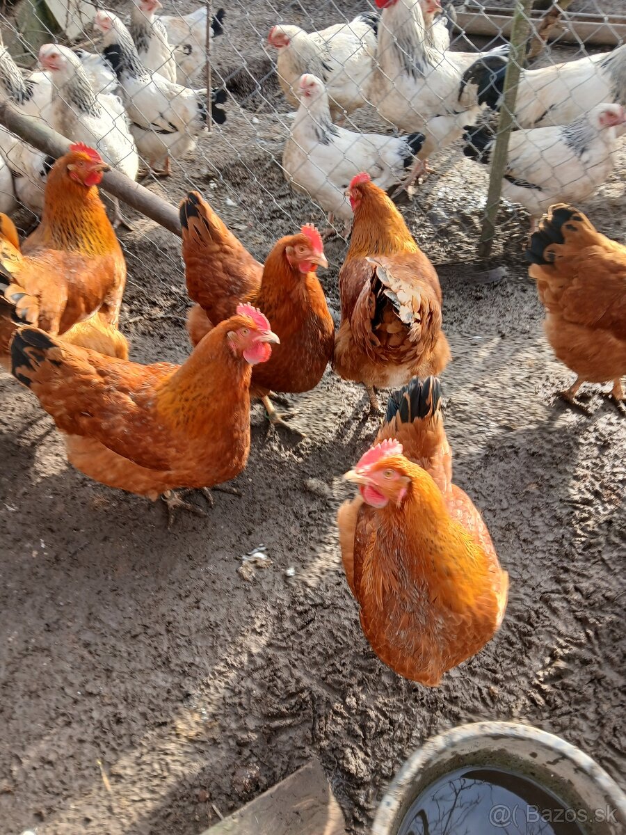 Predám nasadove vajcia Hempsir - 2