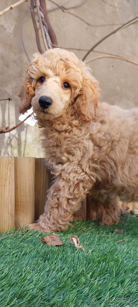 Pudl, pudel, pudlík s PP - 2