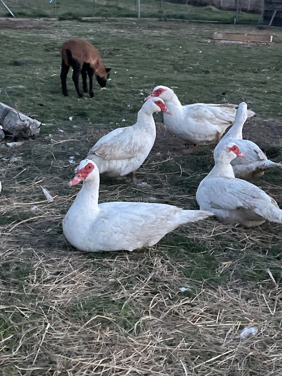 Čínske kačice a kačer - 2