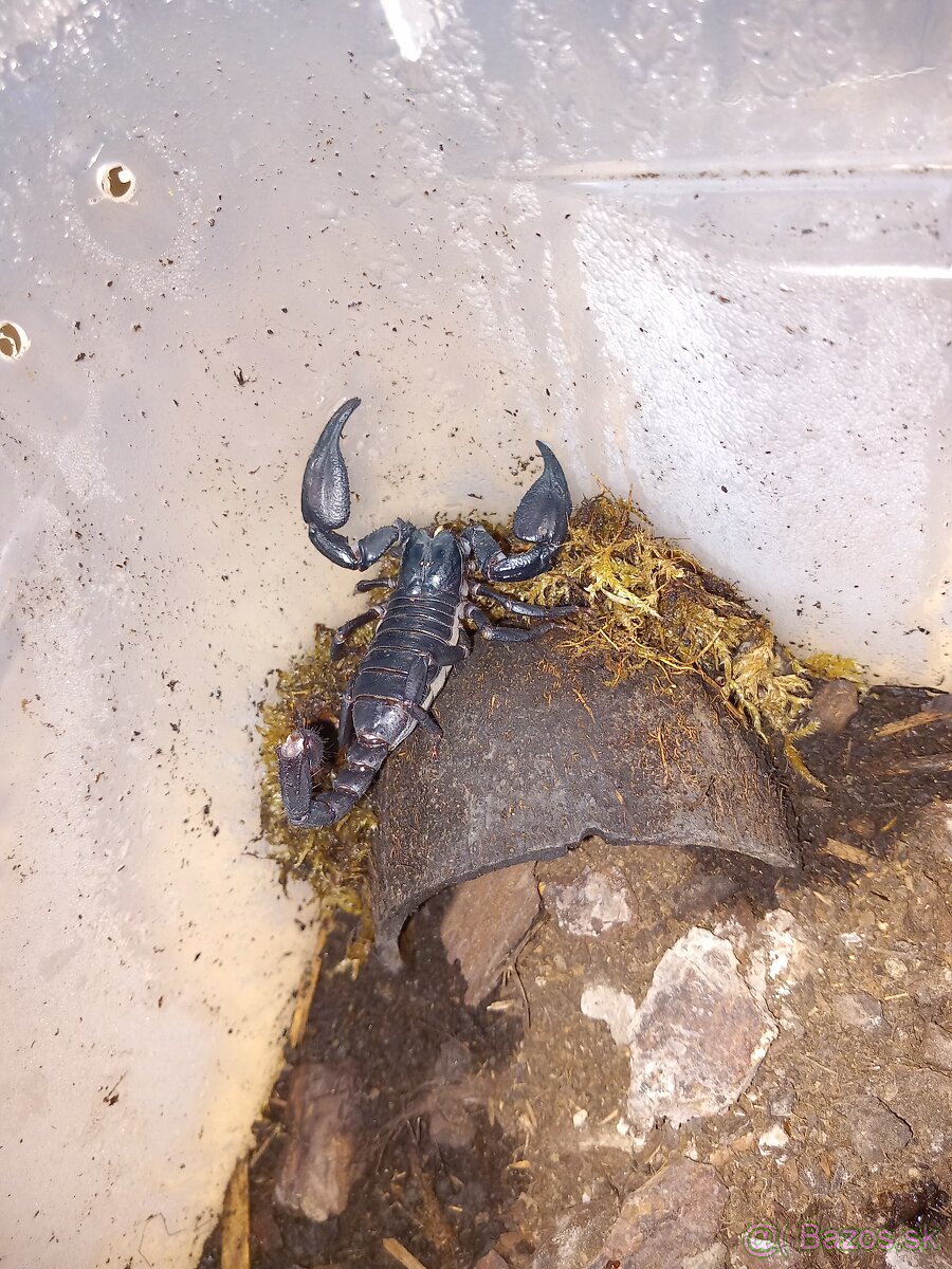 🦂 Škorpión Heterometrus Laoticus 🦂 - 2