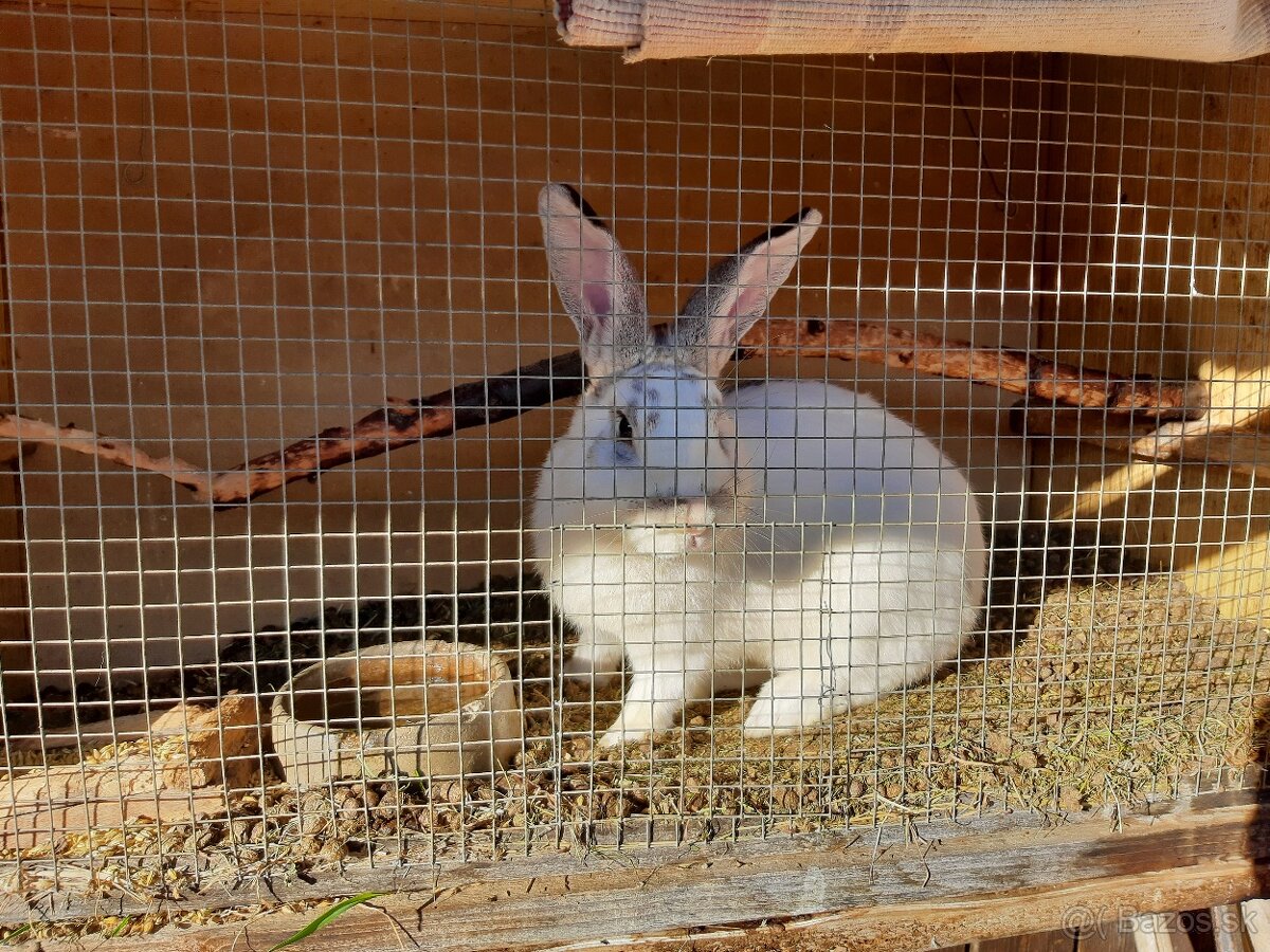 Králik samec na chov - 2