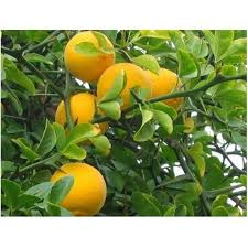 Poncirus trifoliata - 2