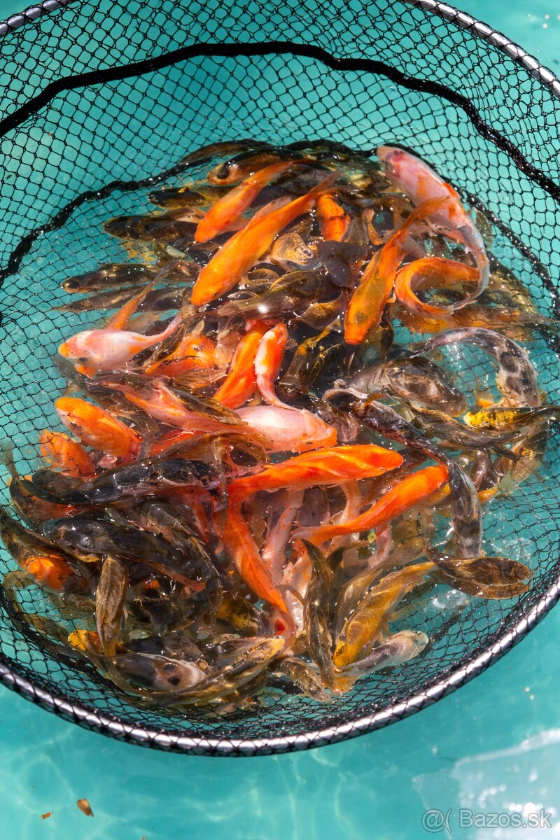 Koi kapre - 2