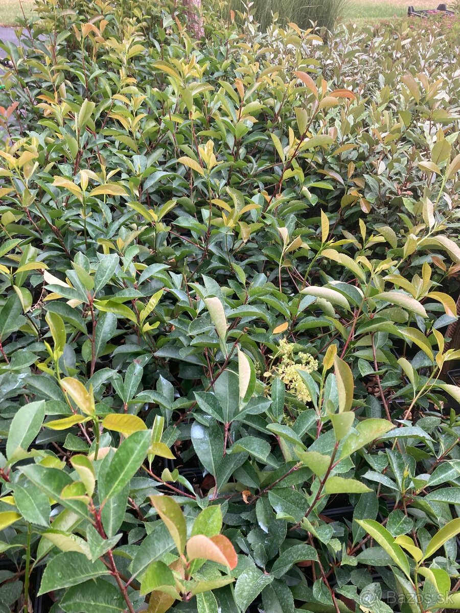 Photinia ‘Red Robin’ - 2