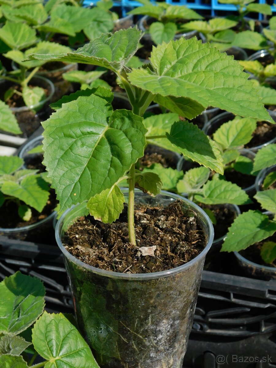 PAULOWNIA - 2