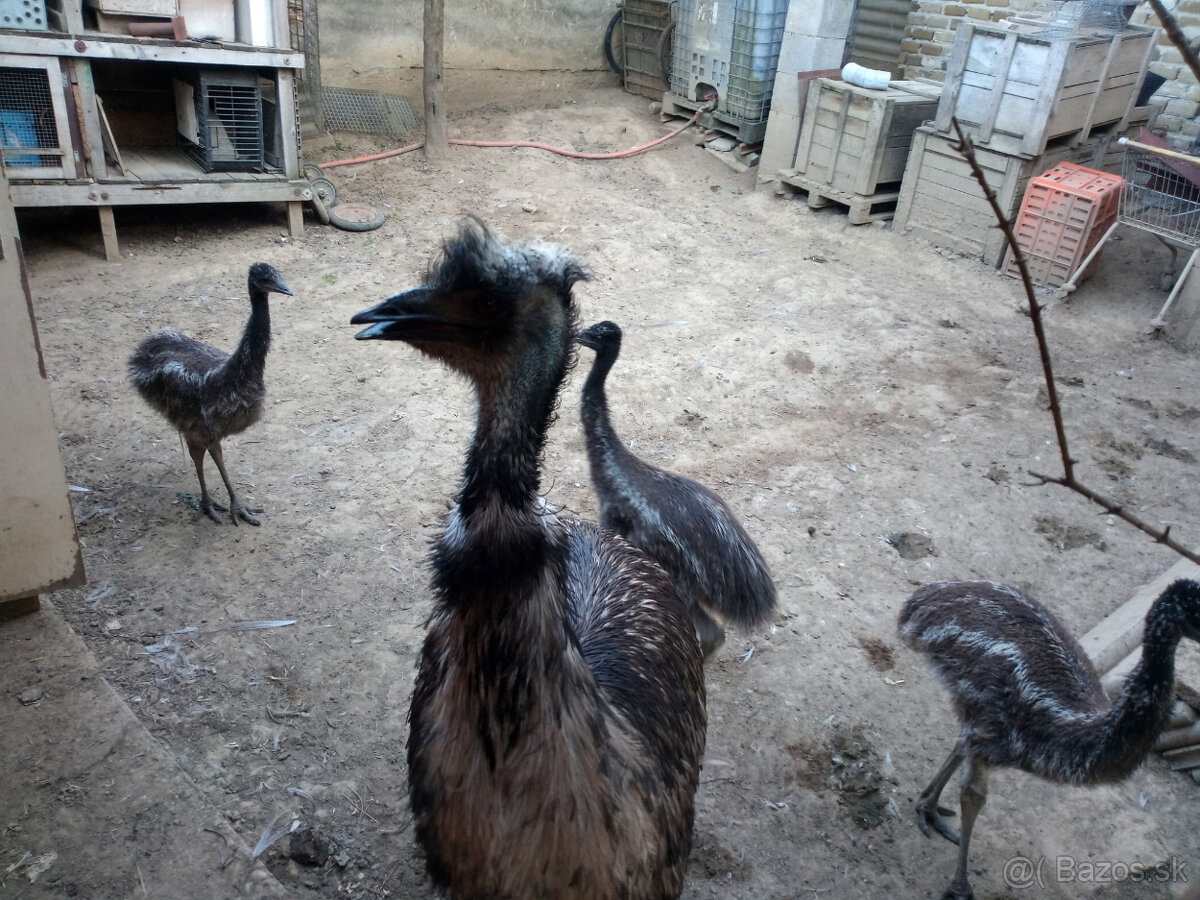 Mláďa EMU hnedého - 2