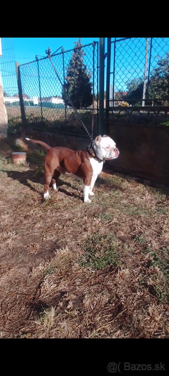 American bully - 2