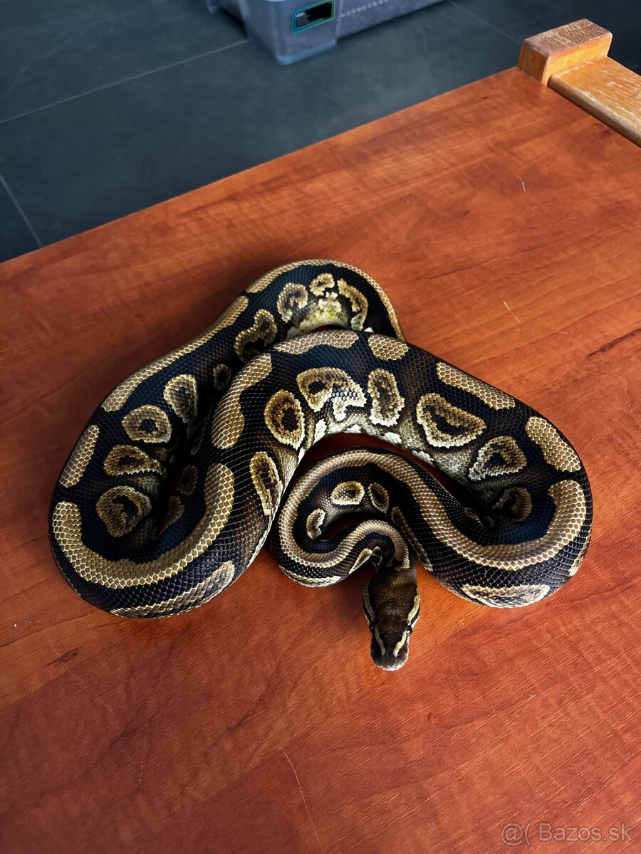 Python regius - 2
