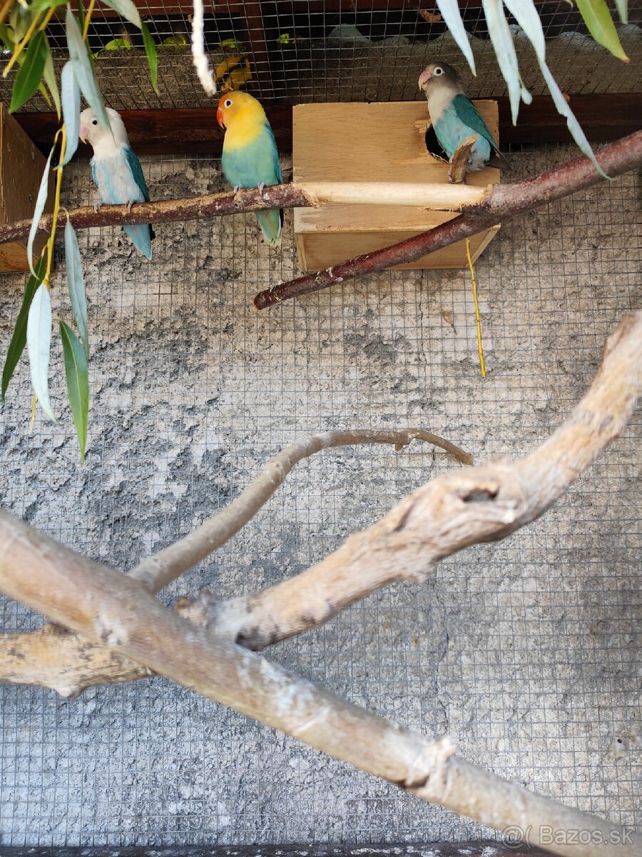 Agapornis - 2