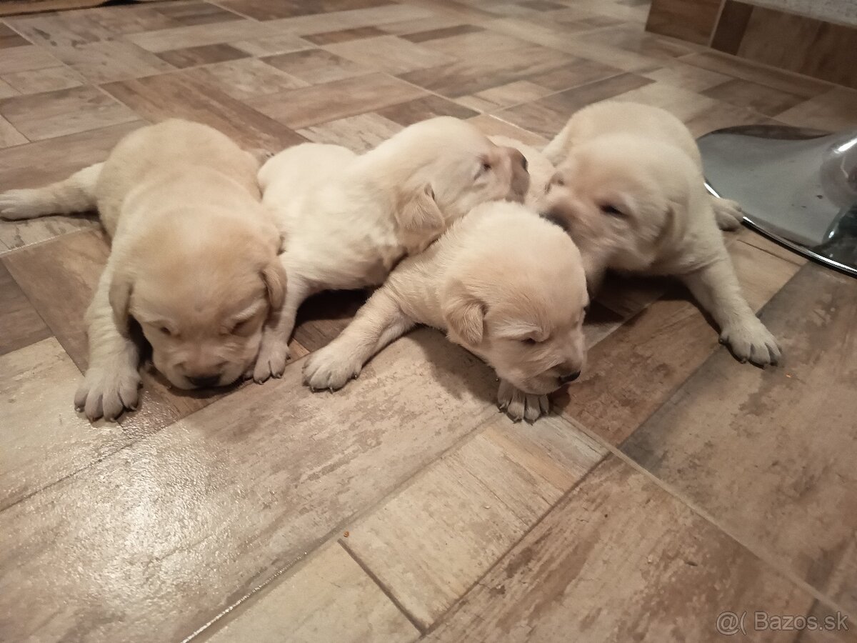 Labradorsky Retríver Labrador - 2