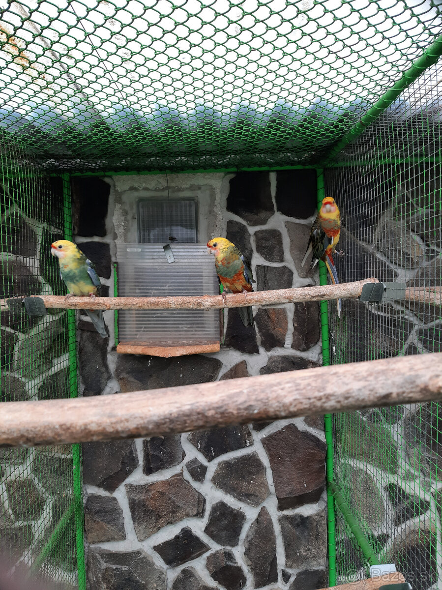 Penant červená straka - 2