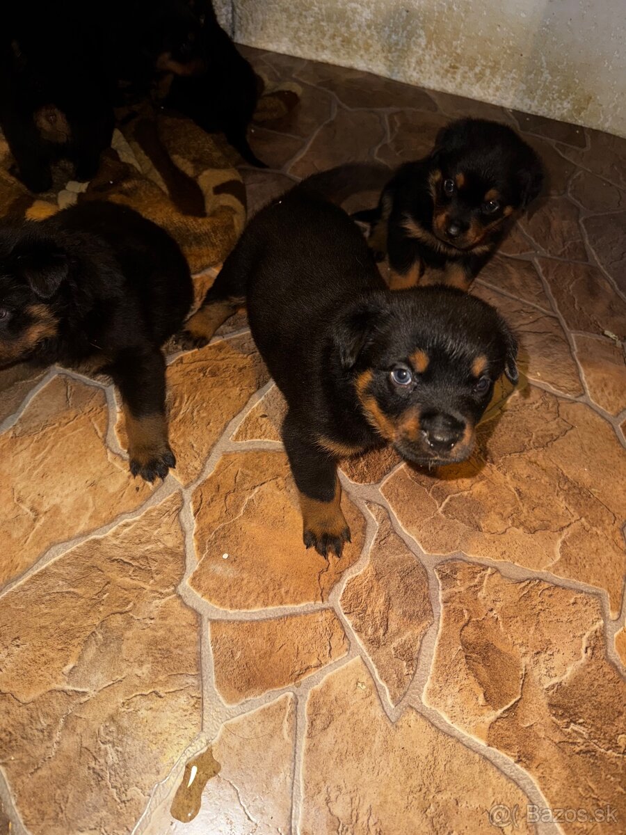 🖤 Rotvajler- Štěňátka Bez PP 🖤 - 2