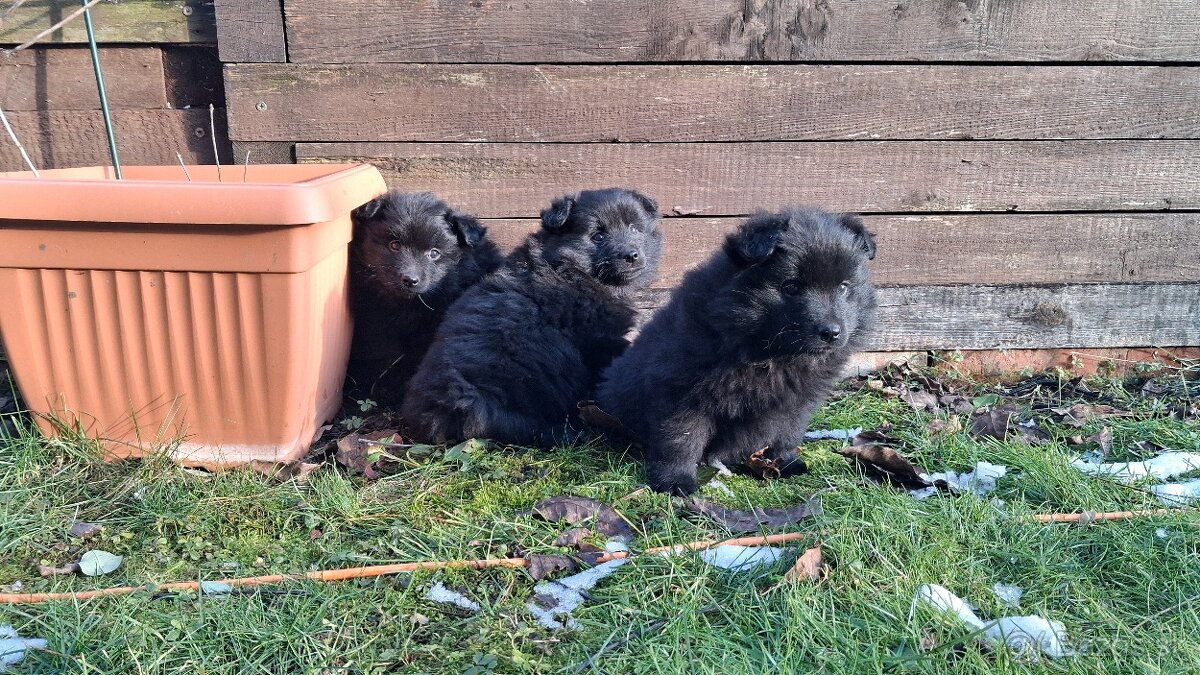 Veľký špic s PP - 2