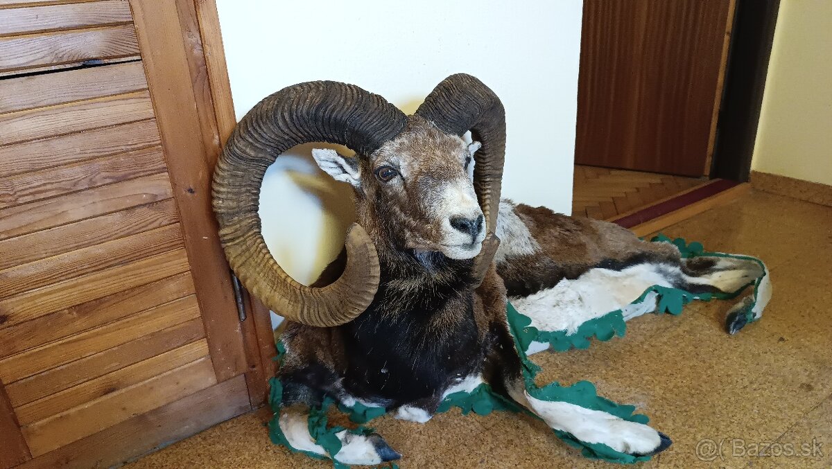 Muflón preparát - 2