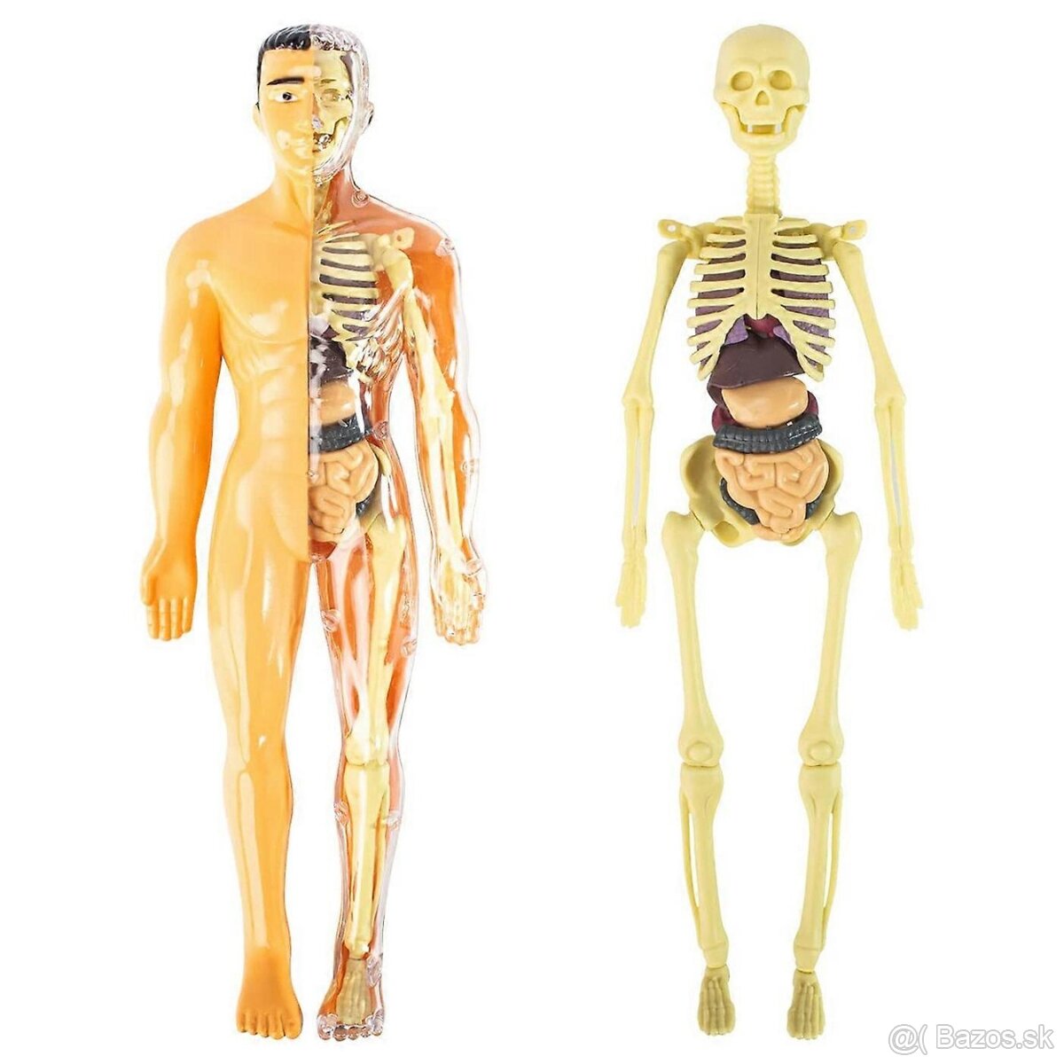 Anatomicky model cloveka 31 ks - 2