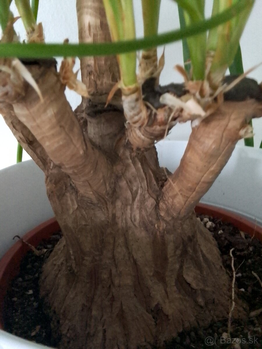 Slonia noha bananovnik kavovnik zamiokulkas fikus yuka - 2